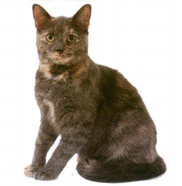 Figura 23: Gatto Ce con mantello Squama