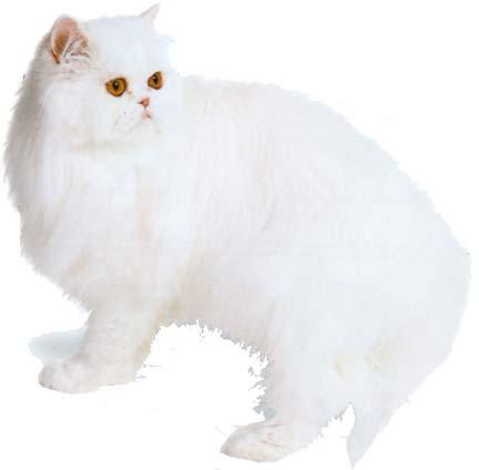 Figura 24: Gatto Persiano con mantello bianco