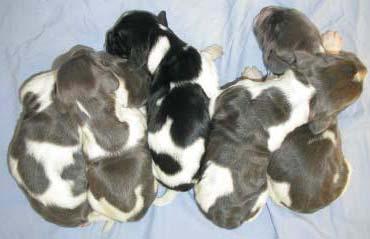 Figura 30: Cuccioli di razza Large Münsterländers all età di una settimana: quattro sono affetti dalla displasia