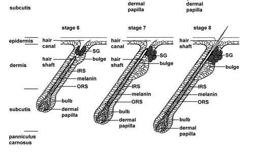 Figura 1: Sviluppo degli organi ectodermici.