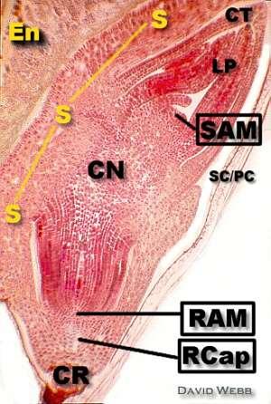 Germinazione semi di cereali En = Endosperma, S = Scutellum (Cotiledoni) CN = Nodo cotiledonare, RAM = Meristema apicale della radice, RCap =