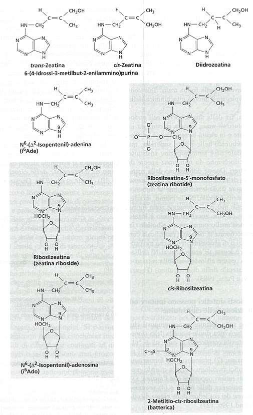 Strutture di alcune citochinine naturali La