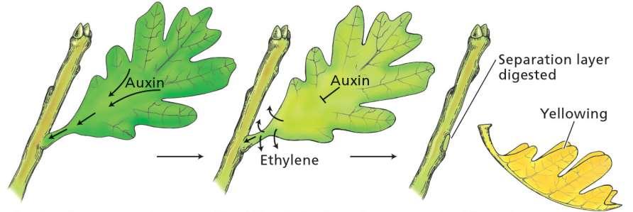 Induzione dell abscissione fogliare Elevata produzione di IAA ridotta sensibilità all