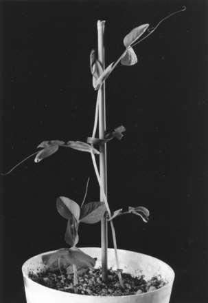 Figure 1. Isogenic pea seedlings (12 d old) containing wild-type (LE, right) or dwarfing (le/le, left) alleles of Mendel's height gene.