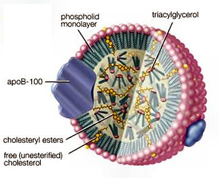 essenzialmente una gocciolina di triacilgliceridi ed esteri del colesterolo