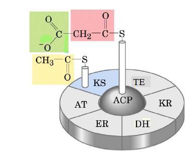 Biosintesi degli acidi grassi La sintesi degli acidi grassi parte da unità tricarboniose: Malonil-CoA CO 2 + Si forma per aggiunta di CO 2 ad Acetil-CoA, in una reazione catalizzata dalla Acetil-CoA