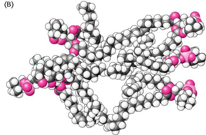 idrocarburiche sono in movimento ed è consentita la diffusione laterale dei lipidi).