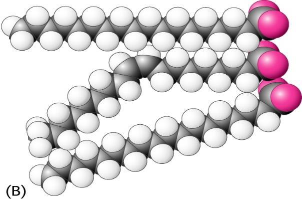 Fusione linolenico (3 insaturazioni, 18 C)= -17 C Catene più corte