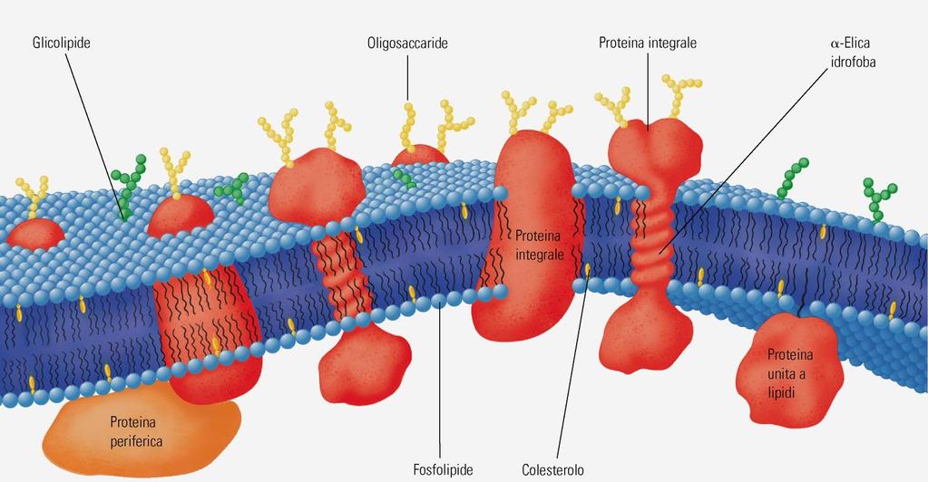 Le proteine di membrana sono disposte in modo asimmetrico Proteine e lipidi di membrana si organizzano come tessere di un mosaico che sono tenute insieme da interazioni stabili che nel contempo