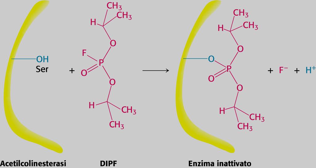 INIBIZIONE IRREVERSIBILE Gli inibitori irreversibili si legano FORTEMENTE (in modo COVALENTE o NON- COVALENTE) all enzima inattivandolo.