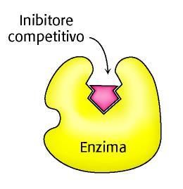 In presenza di Inibitore COMPETITIVO: Aumenta la