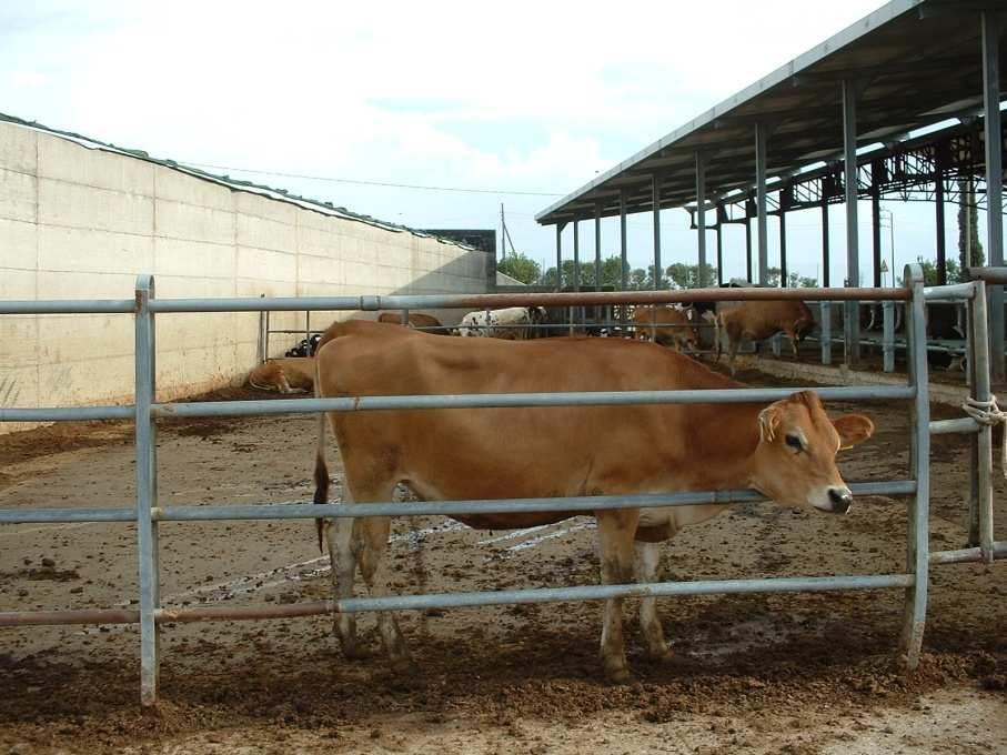 Monitoraggio di impianti attualmente in funzione Azienda Posticchia Sabelli, Lavello (Pz) Allevamento di bovini da latte e di trasformazione e