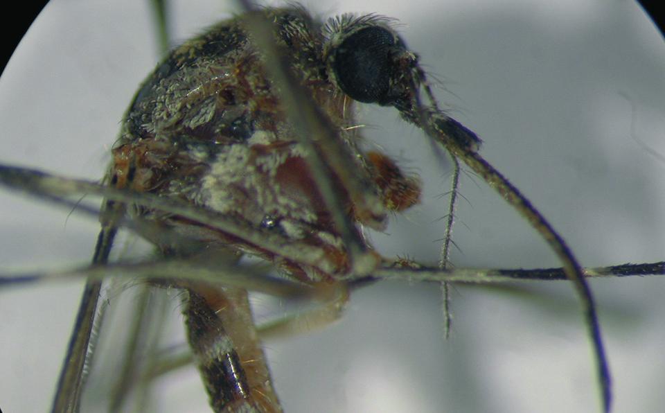 Il virus della West Nile (WNV), appartenente alla famiglia Flaviviridae, genere Flavivirus, è stato originariamente isolato nel 1937 in Uganda (distretto di West Nile) dal sangue di una donna con