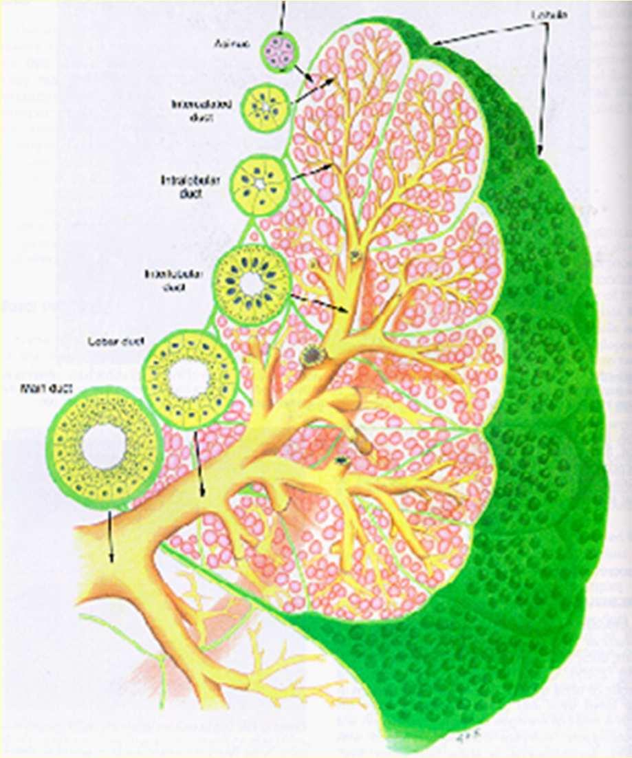 MAMMELLE: parenchima alveolo dotto intercalare dotto intralobulare dotto interlobulare cellula mioepiteliale lobulo dotto