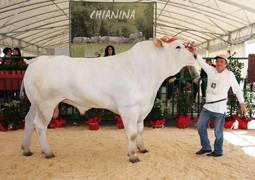 n. 12/2013 [ SPECIALE AGRIUMBRIA ] Terra e Vita 17 Tutto il lavoro di Anabic per i bovini da carne Le cinque razze tutelate da Anabic sono etnie antiche, che hanno agito profondamente sul tessuto