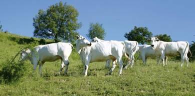 I vitelloni certificati con il marchio Igp Vitellone Bianco dell Appennino Centrale sono soggetti di pura razza Chianina, Romagnola e Marchigiana nati e allevati nelle oltre 3mila aziende L