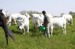 Anche quest anno il Consorzio di Tutela del Vitellone Bianco dell Appennino Centrale ha il piacere di ospitare i visitatori di AgriUmbria nel proprio stand all interno del padiglione 7 per far