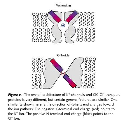 EClC Cl -