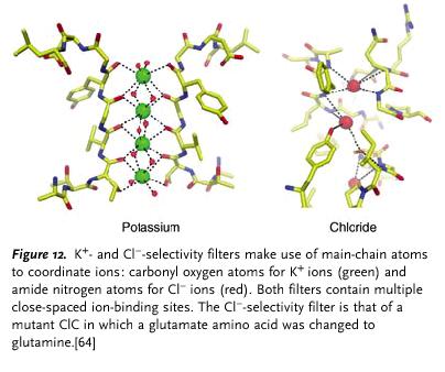 Bacterial Cl-