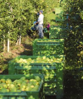 PERFORMANCE abbiamo i numeri giusti DUALSTEER 1 Grande portata di olio ai tanti distributori con pompe idrauliche sovradimensionate che garantiscono alte pressioni, il tutto per impiegare diverse