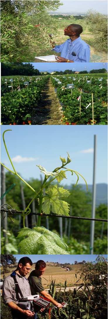 Corso di Laurea Magistrale in SCIENZE AGRARIE E DEL TERRITORIO (SAT) Cod. AM 01 Classe 69: Scienze e Tecnologie Agrarie Curriculum PRODUZIONE E PROTEZIONE DELLE COLTURE VEGETALI Cod.