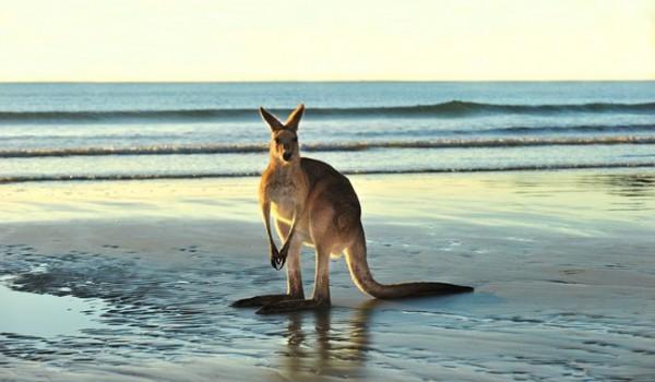 KANGAROO ISLAND - 1 notte AURORA OZONE HOTEL - Solo pernottamento Kangaroo Island - Il paradiso degli animali.