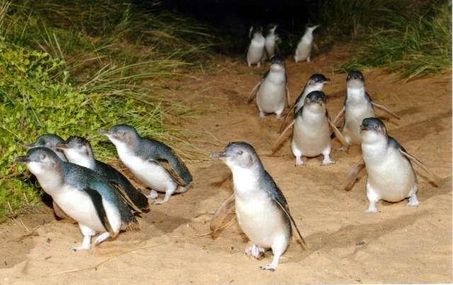 Da non perdere l escursione a Phillip Island per osservare da vicino la parata dei pinguini, oltre a foche e teneri