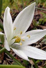 Questa pianta deve il suo nome dalla caratteristica dei suoi fiori : sono ruvidi; dal greco skleros, duro e anthos, fiore.