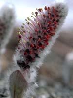 Thema Mx Willow (Salice giallo) Appartiene alla famiglia delle Salicacee e fiorisce da marzo a maggio.