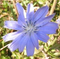 Scheffer ci fa notare che l aspetto esteriore della centaurea dà un impressione di timidezza ed estrema fragilità. I fiori si dischiudono solamente nelle ore antimeridiane, più calde ed assolate.