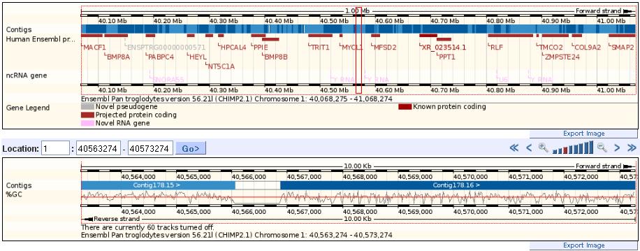 Genome browser EMBL Molto complesso, piuttosto intuitivo, fornisce delle mappe clickabili dei cromosomi che