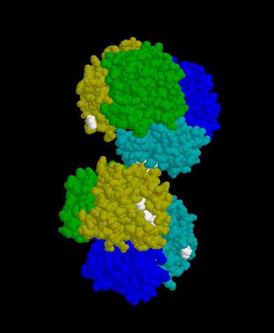 Anemia a cellule falciformi (Sickle Cell Anemia) La proteina così distorta crea dei polimeri A loro volta questi polimeri modificano la forma stessa del