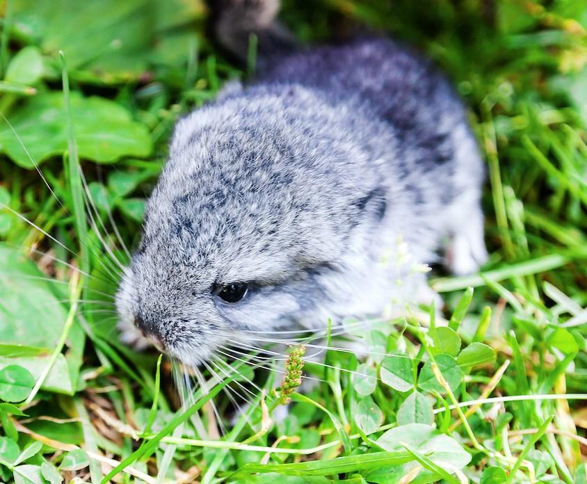 Il Chinichilla: Il cincillà è un piccolo roditore Sud Americano. E originario delle Ande, particolarmente presente in Bolivia, Perù, Argentina e Cile.