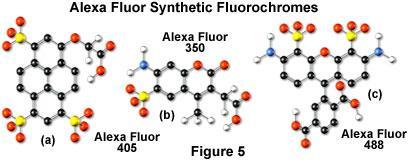 Spettri di luminescenza di cromofori esogeni ESEMPIO Alexa Fluor Derivati dal colorante organico più diffuso, la