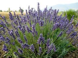 LAVENDER OIL Lavandulae aetheroleum DEFINITION Essential oil obtained by steam distillation from the flowering tops of Lavandula angustifolia Mill. (Lavandula officinalis Chaix).