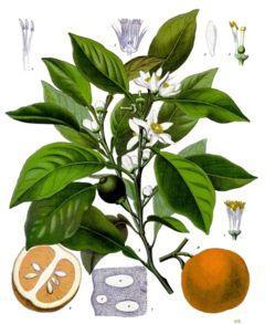 Da Citrus aurantium ssp.