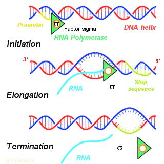 La trascrizione del DNA in RNA 1. INIZIO. I fattori di trascrizione si legano al DNA in corrispondenza del gene specifico.