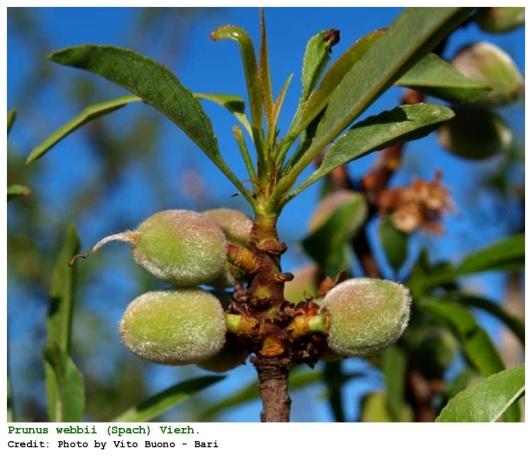 INTRODUZIONE La conservazione della biodiversità delle piante autoctone del genere Prunus (Prunus avium, P.