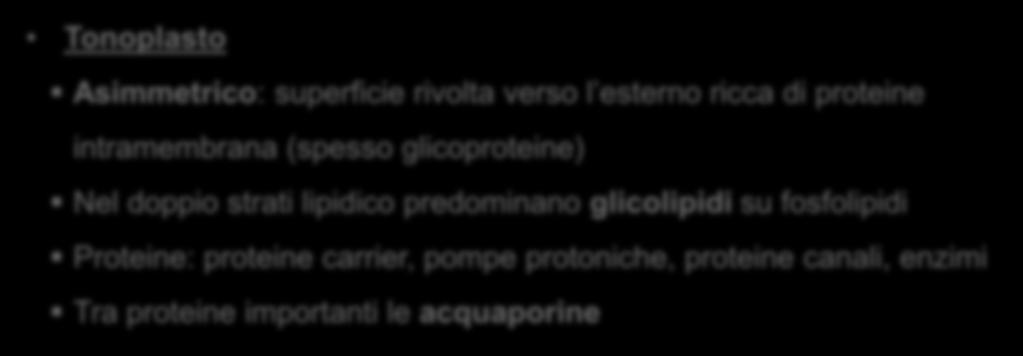 Tonoplasto Asimmetrico: superficie rivolta verso l esterno ricca di proteine intramembrana