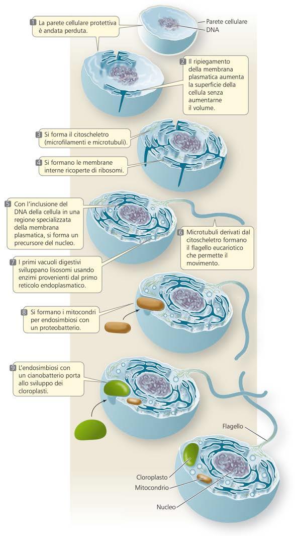 a. Plastidi