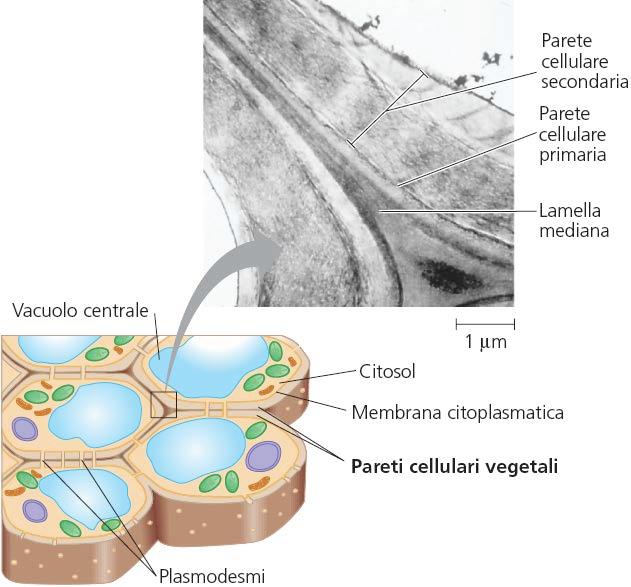 c. Parete cellulare PARETE CELLULARE Rivestimento esterno alla membrana cellulare che circonda tutte le cellule