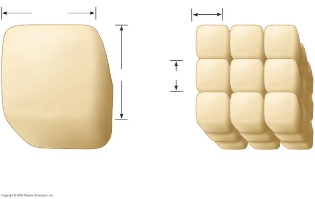 fagiolo riso 30 µm 10 µm 30 µm 10 µm Surface area of one large