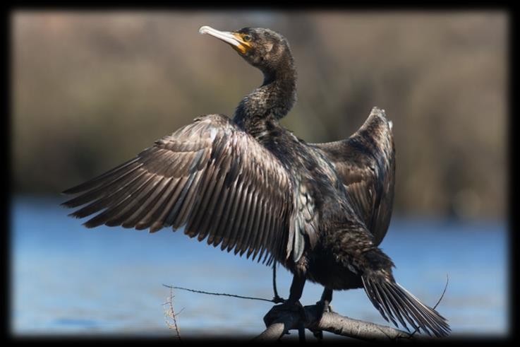 AD UN TRATTO ABBIAMO VISTO UN CORMORANO CHE SBATTEVA LE ALI.