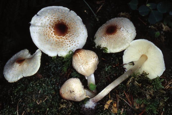 Anche questo, come gli altri funghi, necessita di una cottura prolungata prima di essere ingerito.