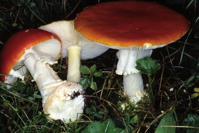 È presente nei boschi di latifoglie, in particolare di querce e castagni. Amanita muscaria (var.