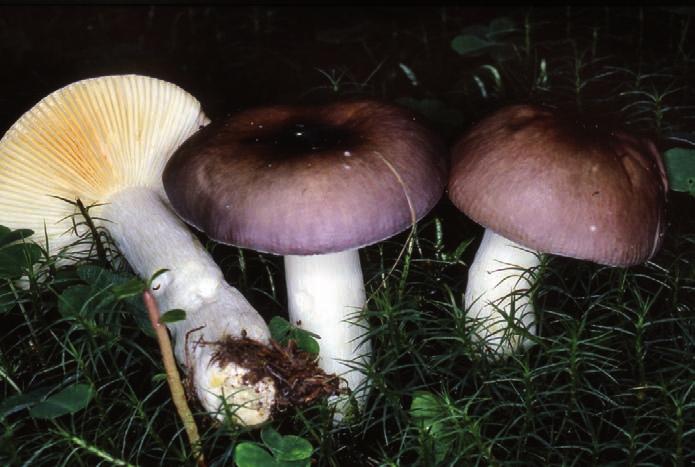 Russula cyanoxantha: presente da giugno fino all autunno inoltrato sia in boschi di conifere che di latifoglie, è considerato un