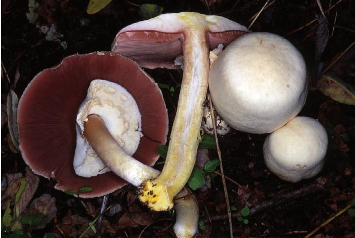 Agaricus xanthodermus: largamente diffuso, cappello a volte trapezioidale, gambo ingiallente al taglio o alla