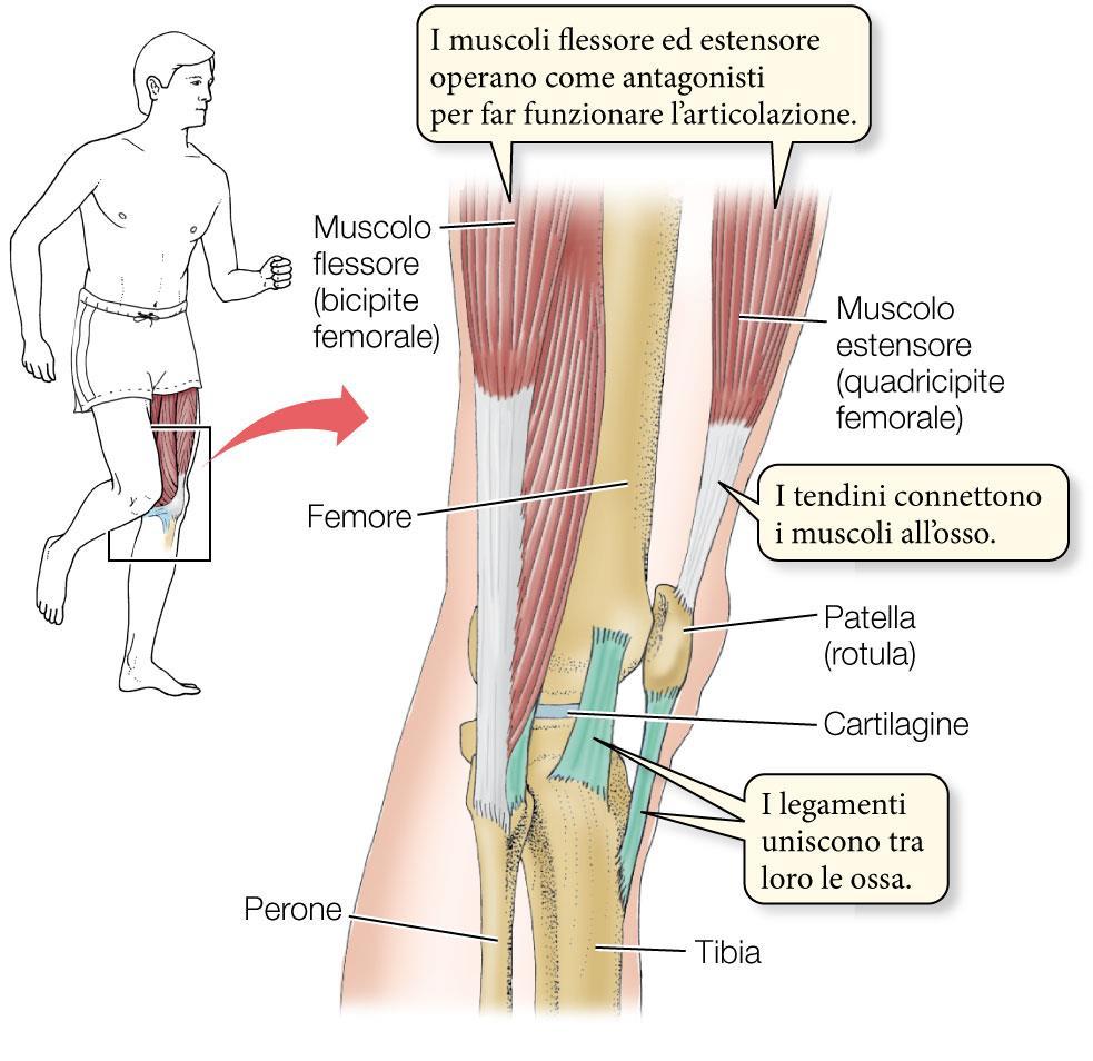 Articolazioni, legamenti e tendini I muscoli e le ossa si muovono mediante le articolazioni.