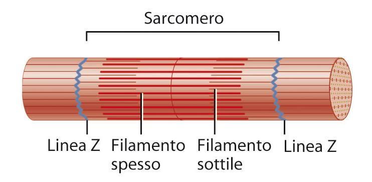 Il tessuto muscolare scheletrico Per tutta la lunghezza della fibra si estendono le miofibrille.