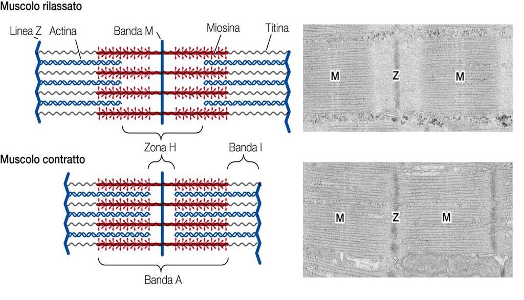 La contrazione e il rilasciamento del muscolo scheletrico Durante la contrazione muscolare le teste miosiniche dei filamenti